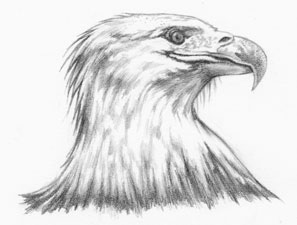 eagles head